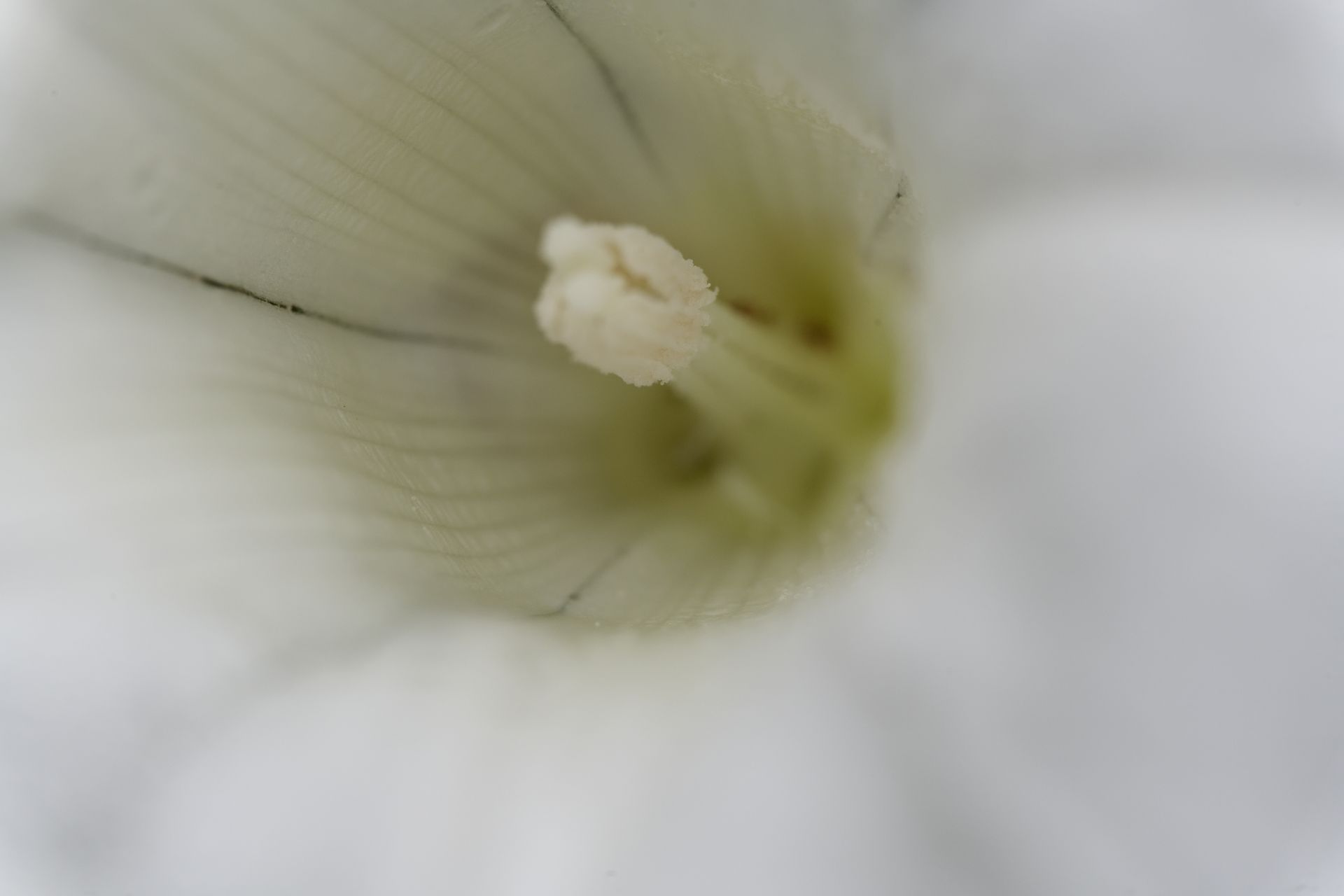 Macro study