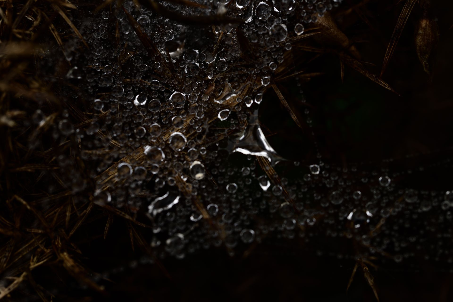 Macro study