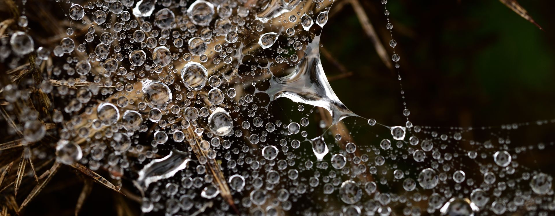 Macro study
