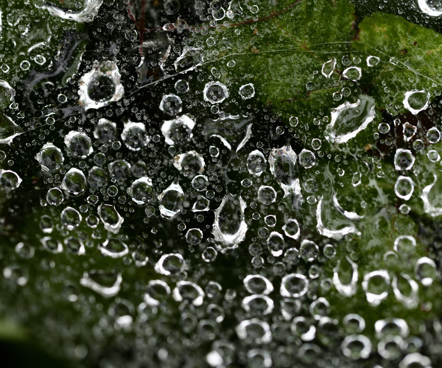 Macro study