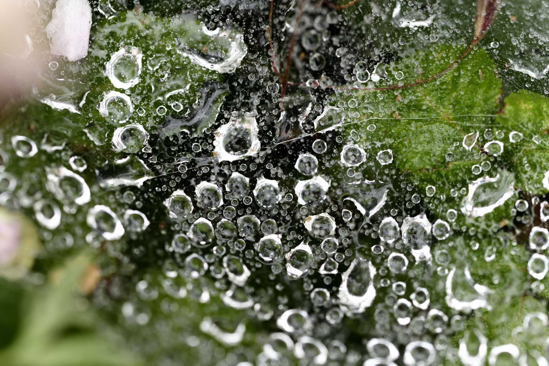 Macro study