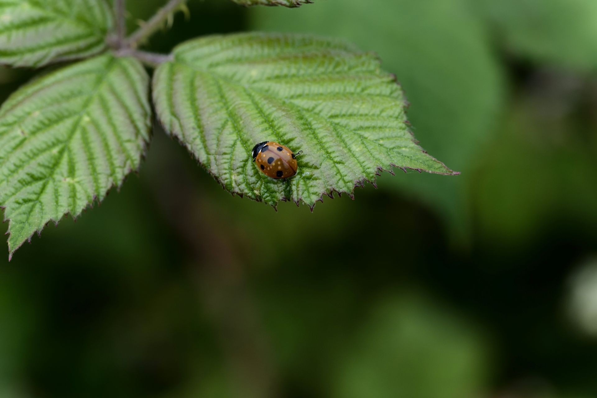 Macro study