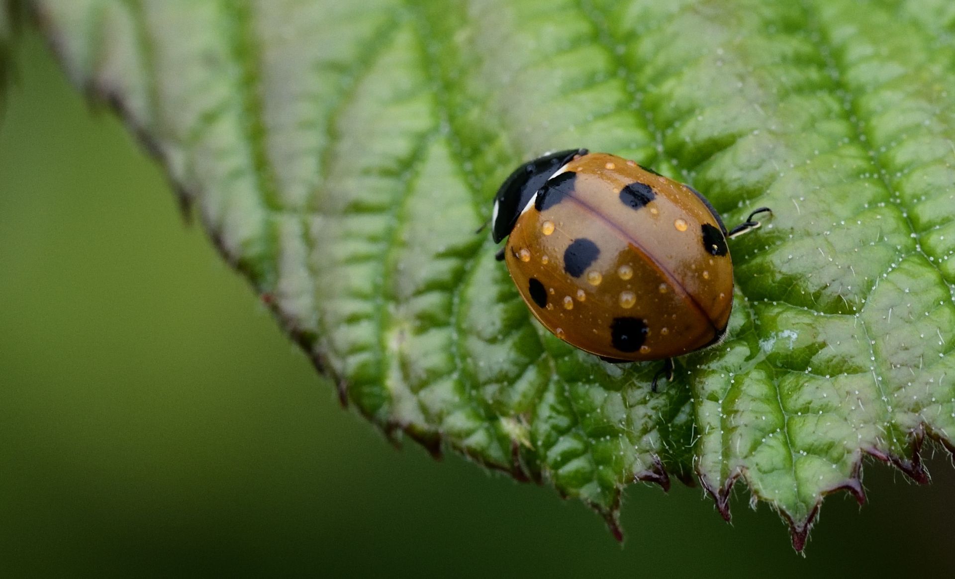 Macro study