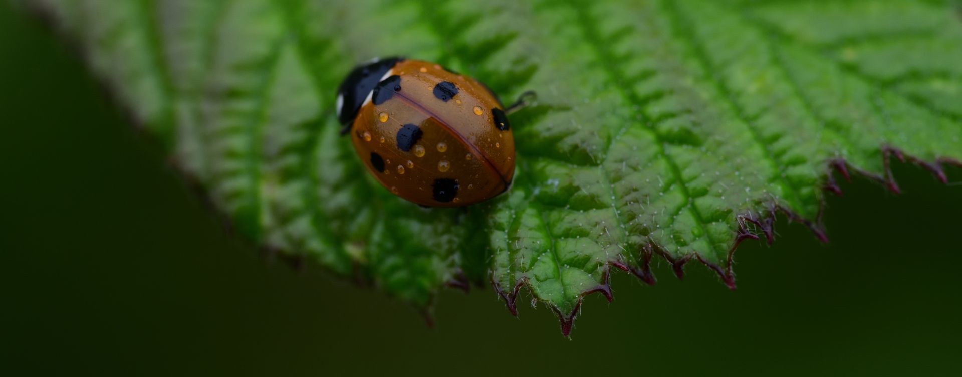 Macro study