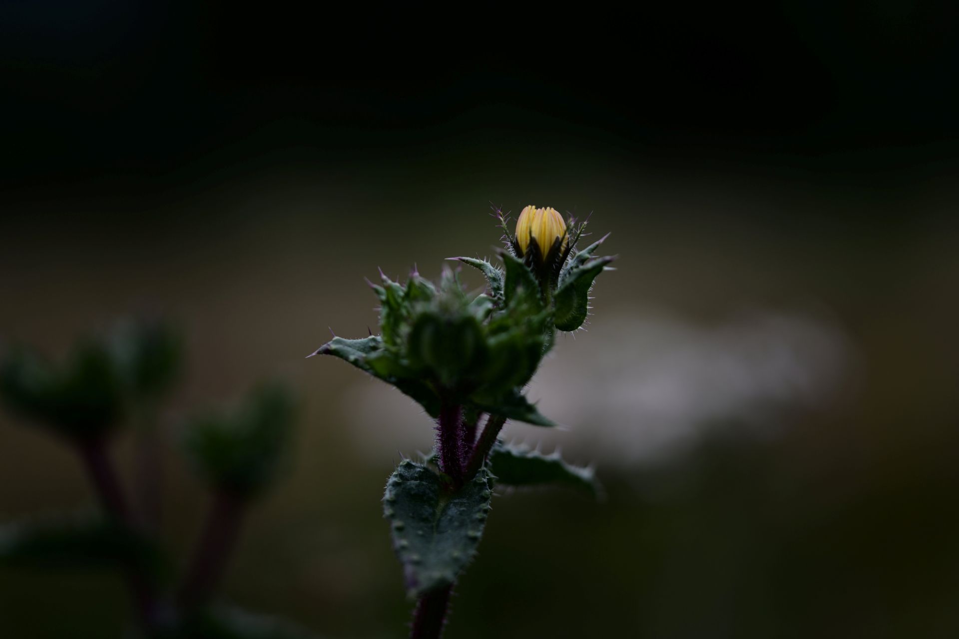 Macro study