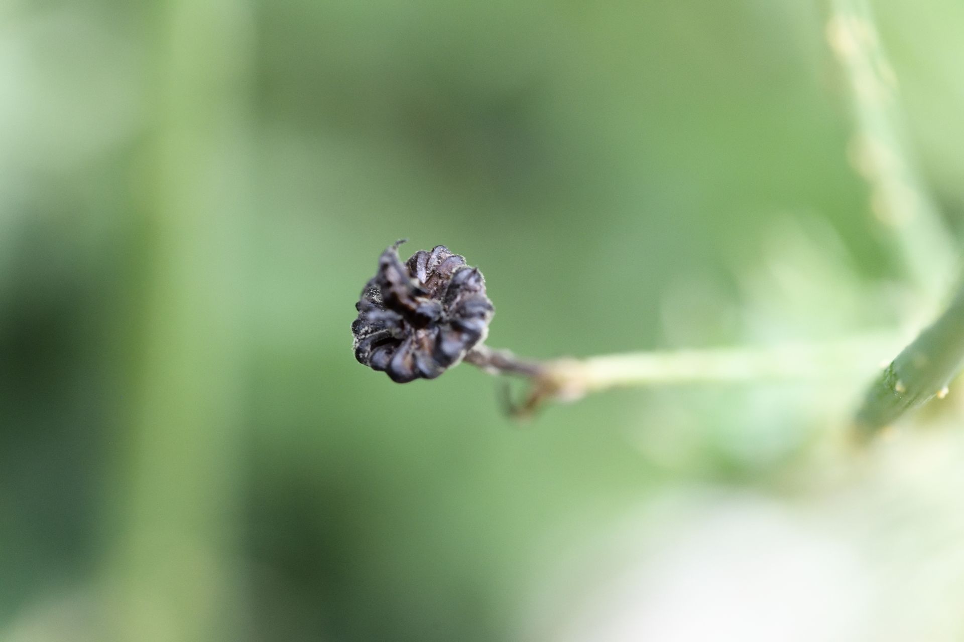 Macro study